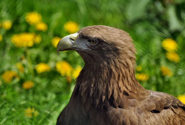 Haliaeetus albicilla?