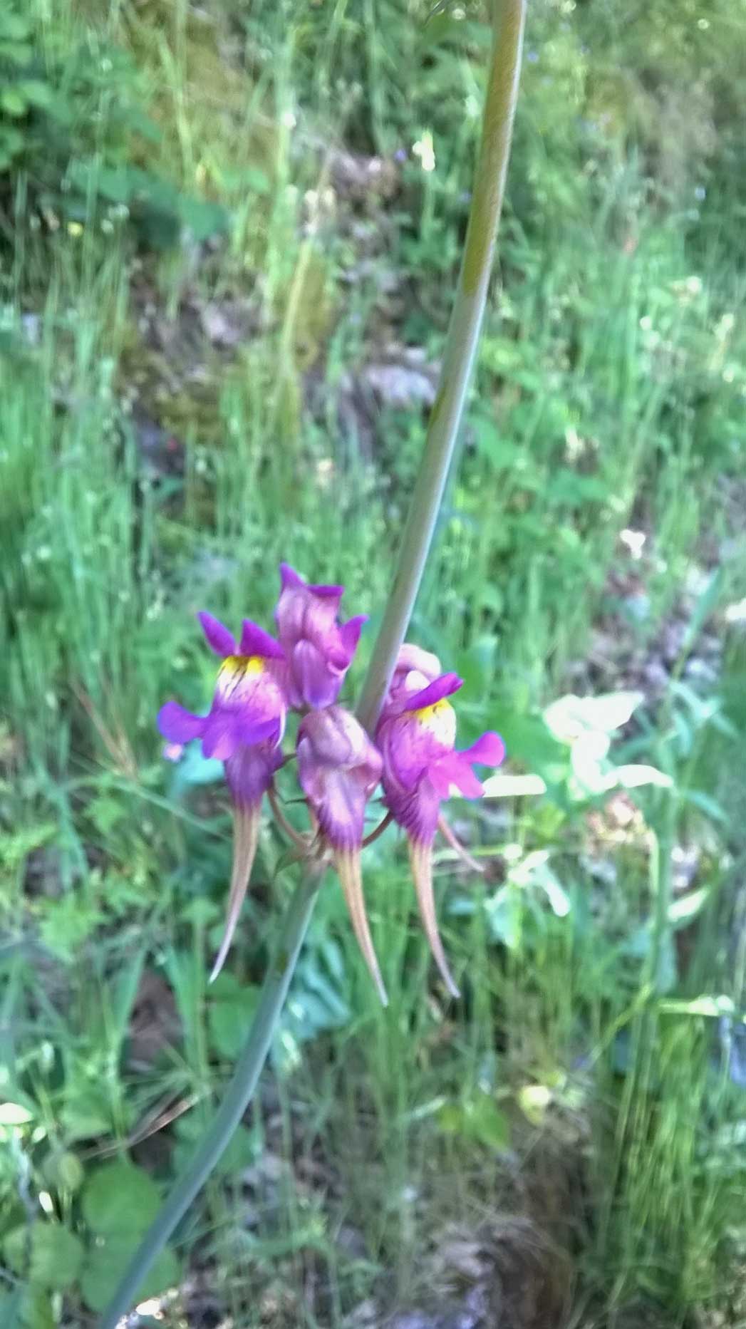 Linaria triornithophora (L.) Willd. (Plantaginaceae) Spagna