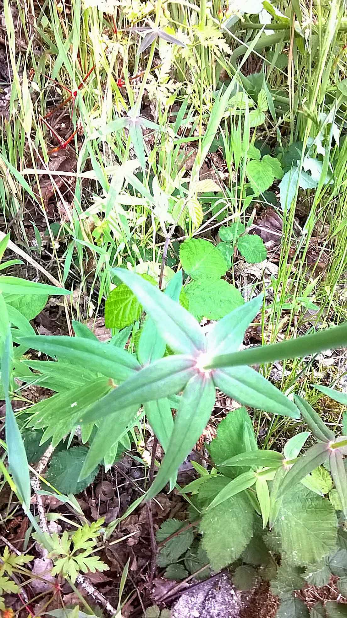 Linaria triornithophora (L.) Willd. (Plantaginaceae) Spagna