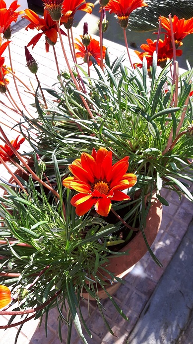 Gazania sp.  (Asteraceae)  - Italia [Sud Africa]