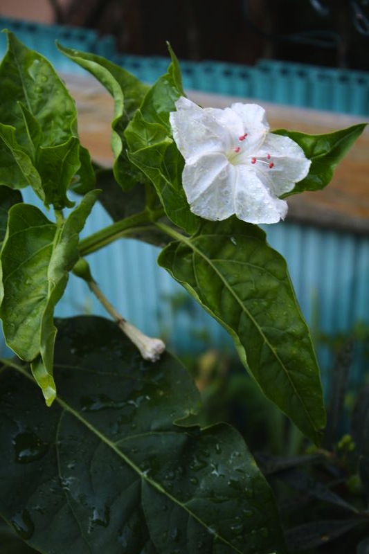 Mirabilis jalapa cv.