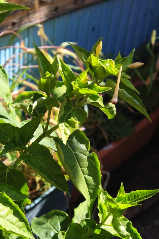 Mirabilis jalapa cv.