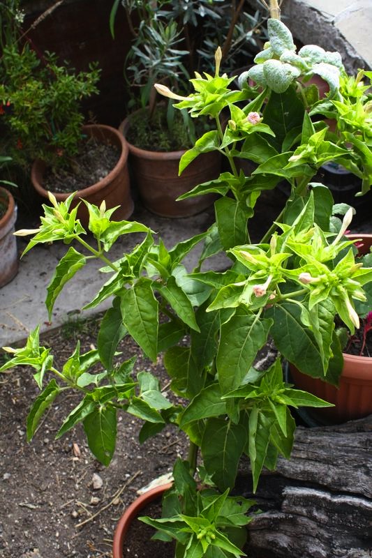 Mirabilis jalapa cv.