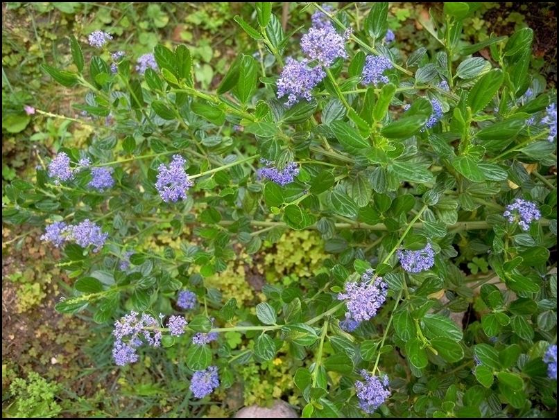 Ceanothus sp.(Rhamnaceae)