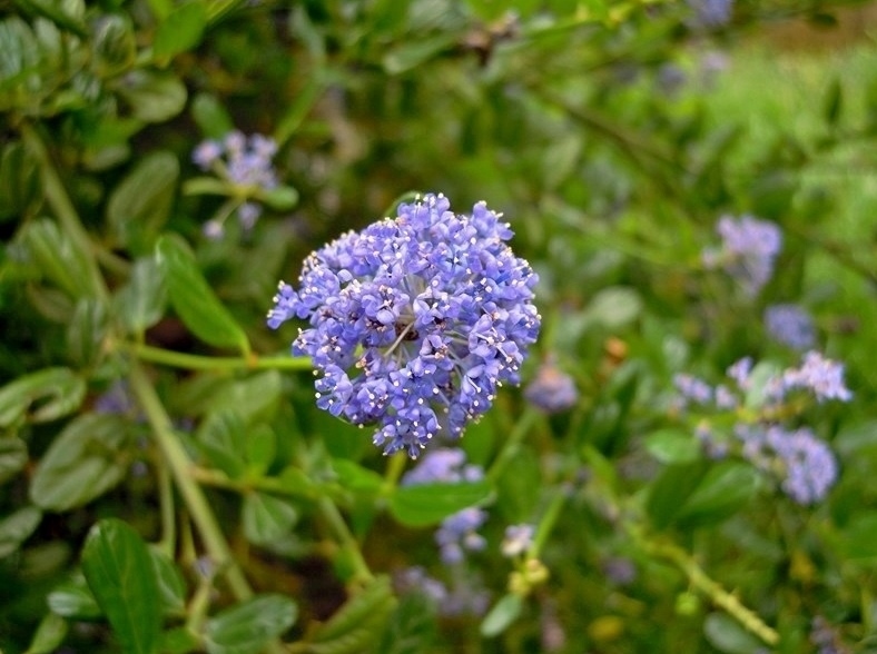 Ceanothus sp.(Rhamnaceae)