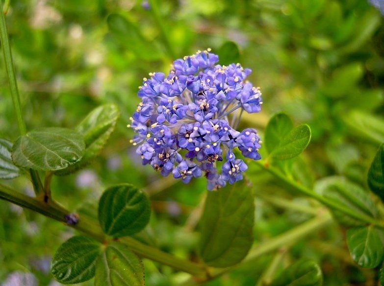 Ceanothus sp.(Rhamnaceae)