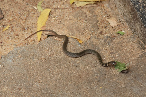 Identificazione serpente Sri Lanka