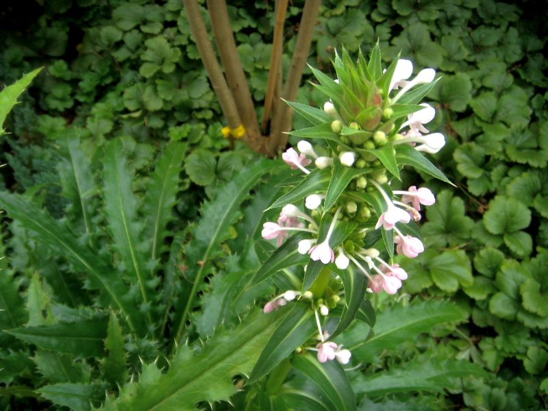 Fiore da identificare