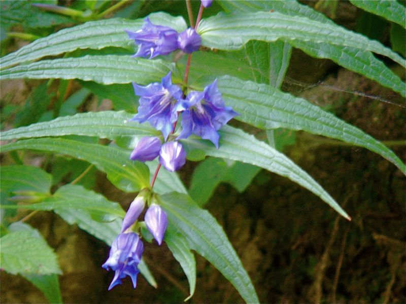 Gentiana asclepiadea