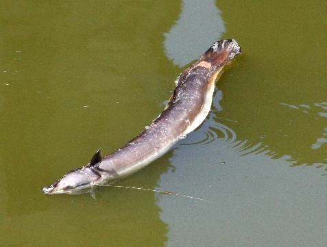 Strano pesce - Aigues Mortes