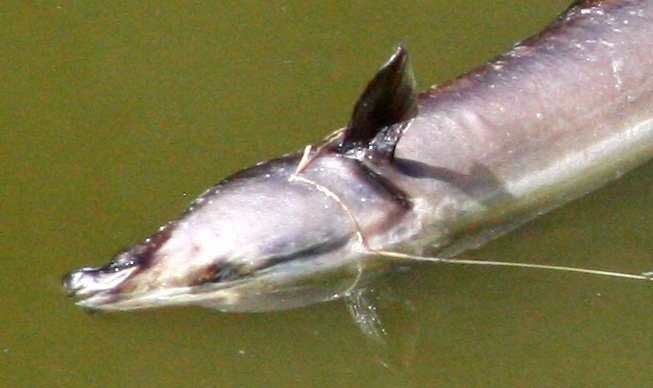 Strano pesce - Aigues Mortes