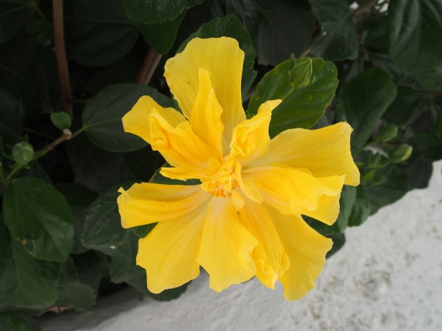 arbusto Lanzarote:   cv di Hibiscus rosa-sinensis (v.  ''Crown of Bohemia'')