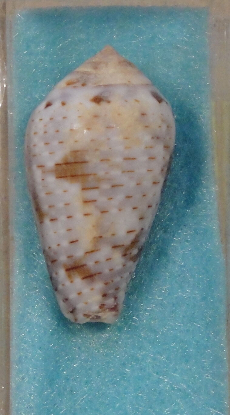 Conus del Golfo di Akaba