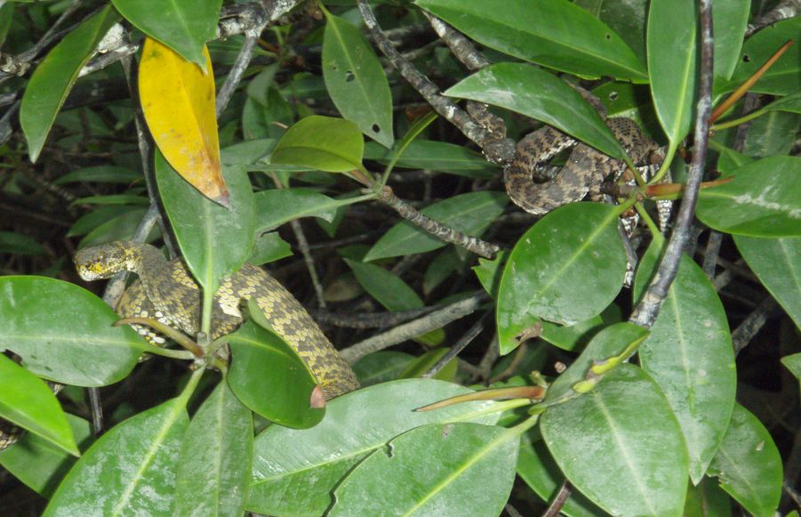 Cryptelytrops purpureomaculatus