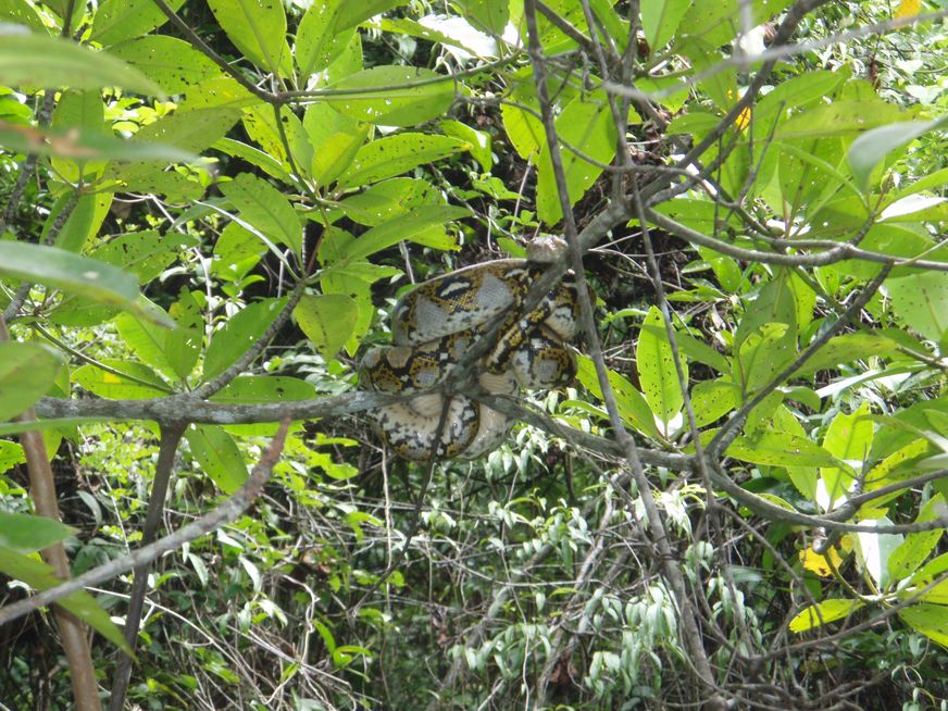 Cryptelytrops purpureomaculatus