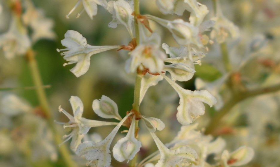 Fallopia baldschuanica (Polygonaceae)