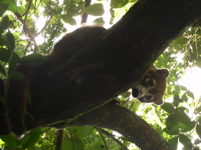 Ricordi del Costa Rica