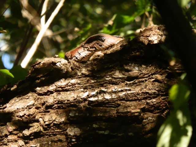 Ricordi del Costa Rica