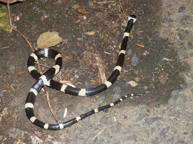 Ricordi del Costa Rica