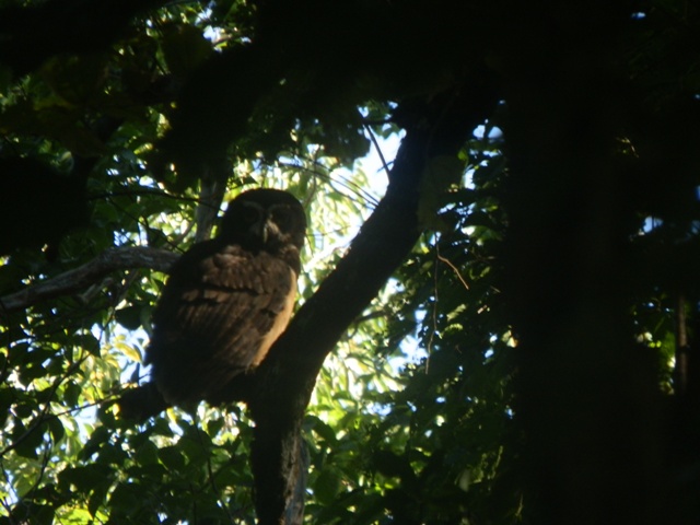 Ricordi del Costa Rica