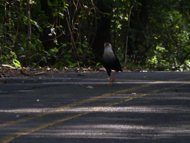 Ricordi del Costa Rica