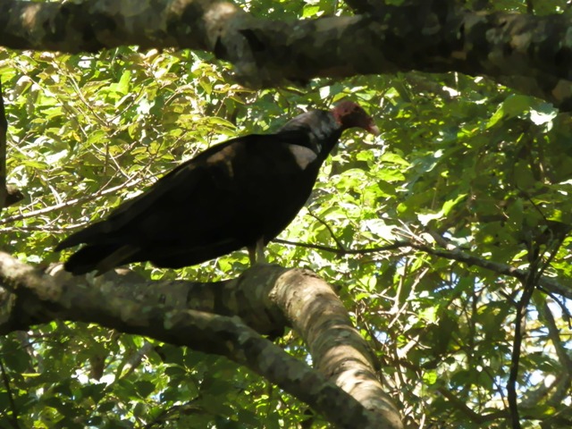 Ricordi del Costa Rica