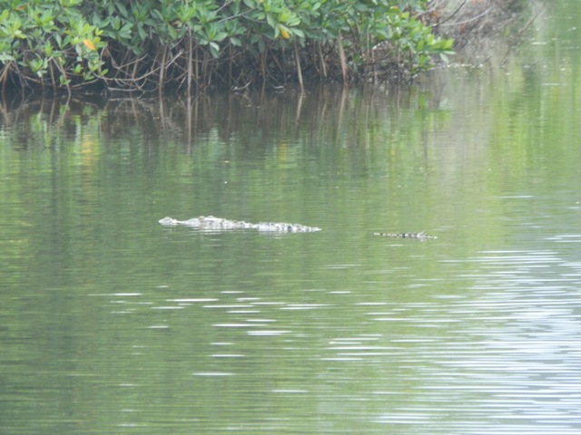 Ricordi del Costa Rica