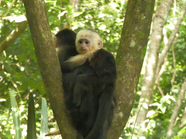 Ricordi del Costa Rica