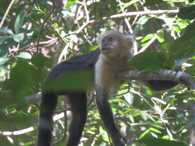 Ricordi del Costa Rica