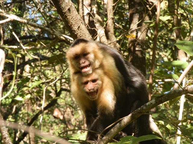 Ricordi del Costa Rica