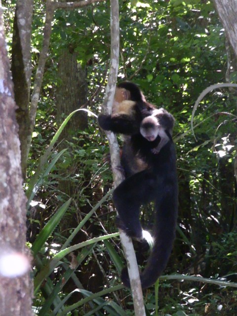 Ricordi del Costa Rica