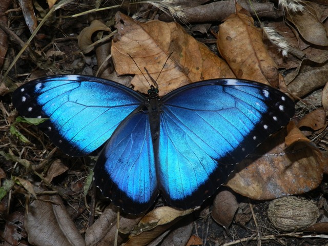 Ricordi del Costa Rica