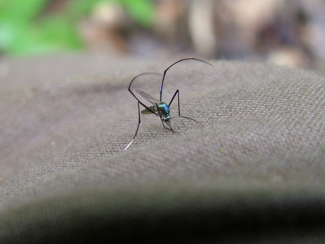 Ricordi del Costa Rica