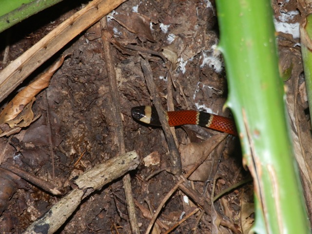 Coral snake