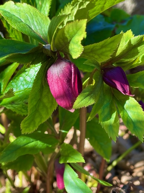 Helleborus orientalis - Si autodissemina troppo facilmente