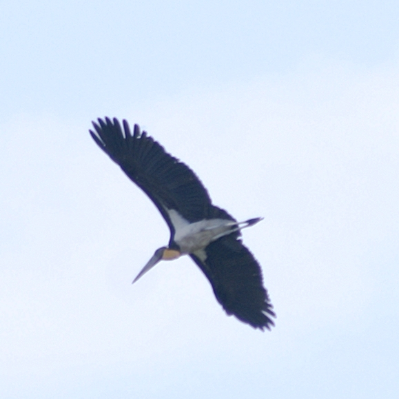 Identificazione uccelli dalla Malesia