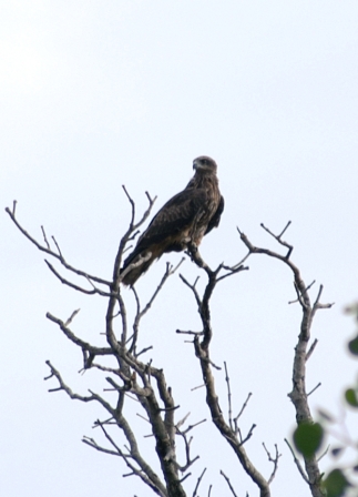 Identificazione uccelli dalla Malesia