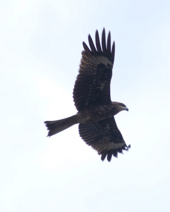 Identificazione uccelli dalla Malesia