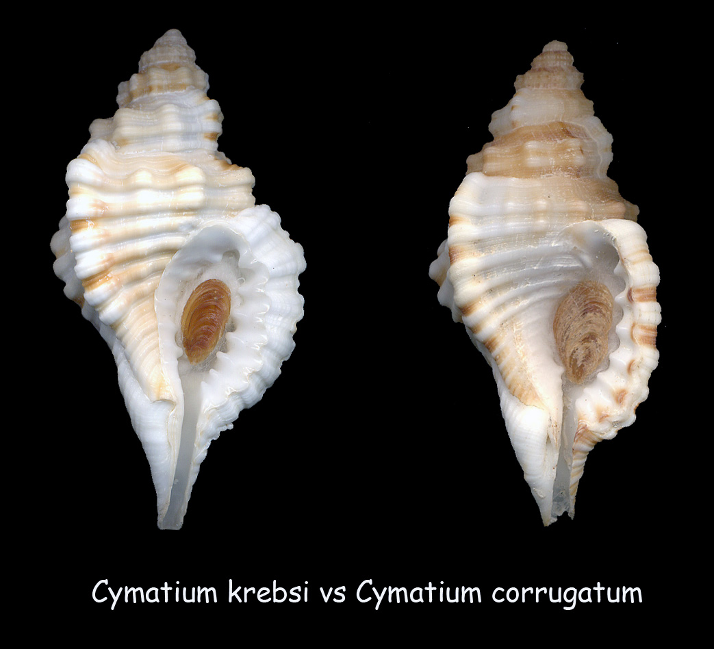 Cymathium krebsi