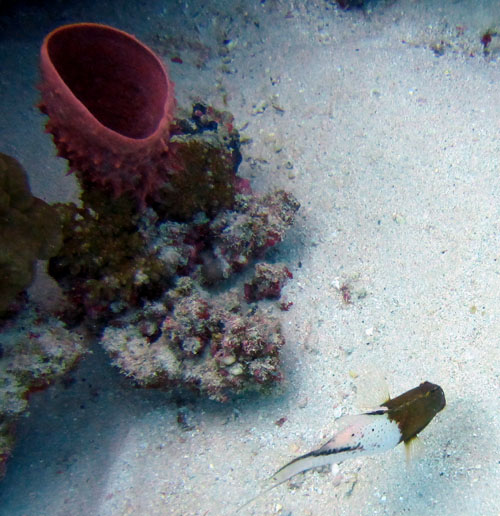 Pseudo Castagnola del Mar Rosso da identificare....