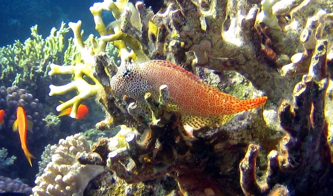 Bavosa o ghiozzo da identificare - Mar Rosso