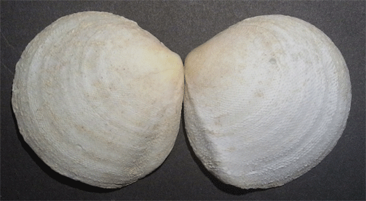 Bivalve da determinare