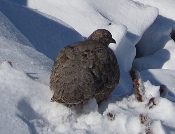 uccelli dalla Patagonia