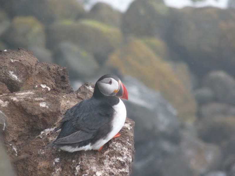 Identificazione uccelli islandesi