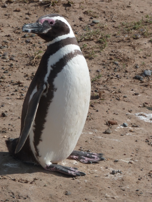 uccelli dalla Patagonia