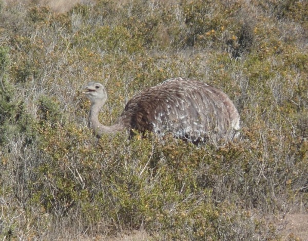 uccelli dalla Patagonia