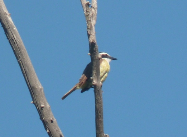 uccelli dalla Patagonia