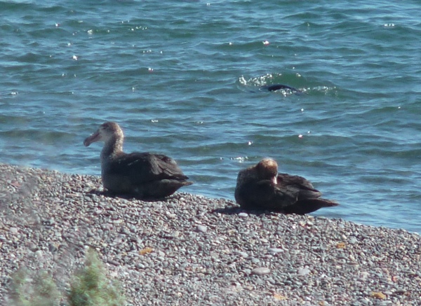 uccelli dalla Patagonia