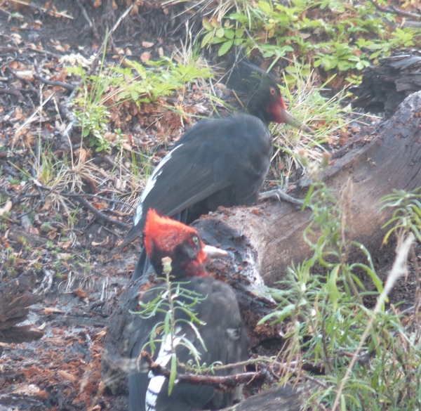 uccelli dalla Patagonia