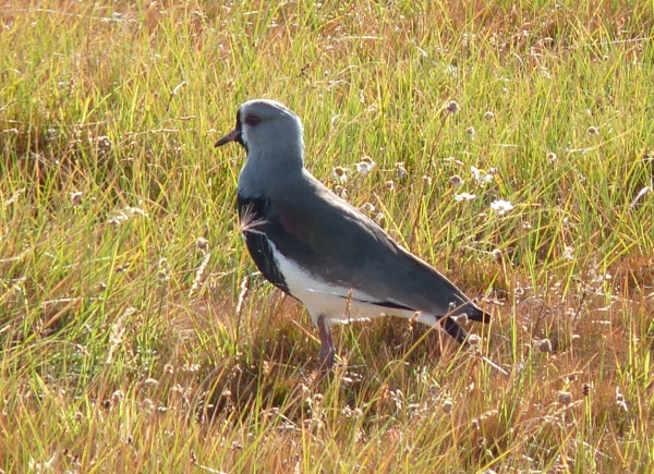 uccelli dalla Patagonia